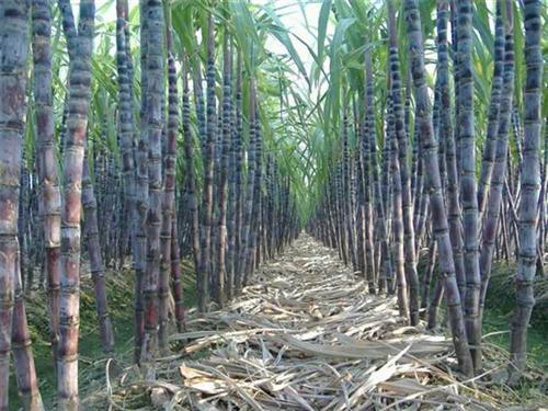 Production Process Of Sugarcane Bagasse Pulp Molding Tableware