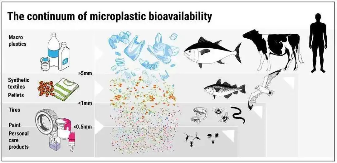 Latest Research: The Brain Contains 5‰ Of Microplastics